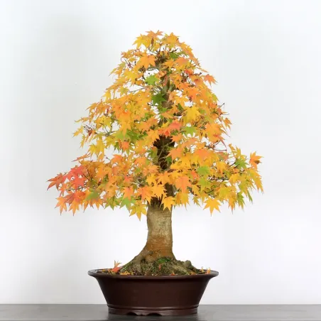 image supplémentaire - ACER PALMATUM 4-1