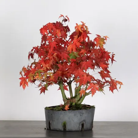 Palmatum Maple Bonsai AP-3-1