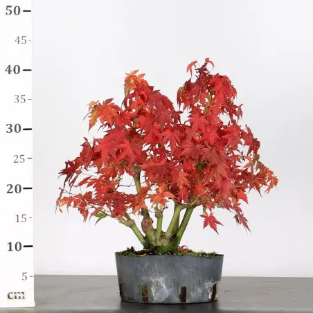 image supplémentaire - ERABLE DU JAPON "ACER...