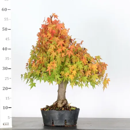 image supplémentaire - ERABLE DU JAPON "ACER...