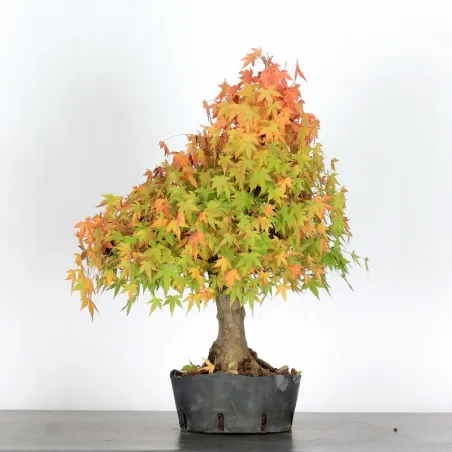 Bonsai Acer Palmatum AP-3-3
