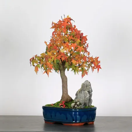 Bonsai Acer palmatum AP-2-14