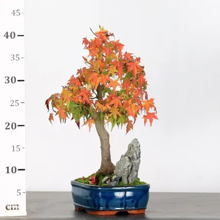 image supplémentaire - ERABLE DU JAPON "ACER...