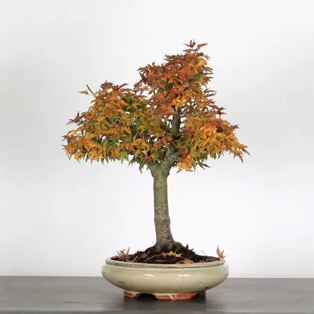 ACER SHISHIGASHIRA BONSAI 1-10