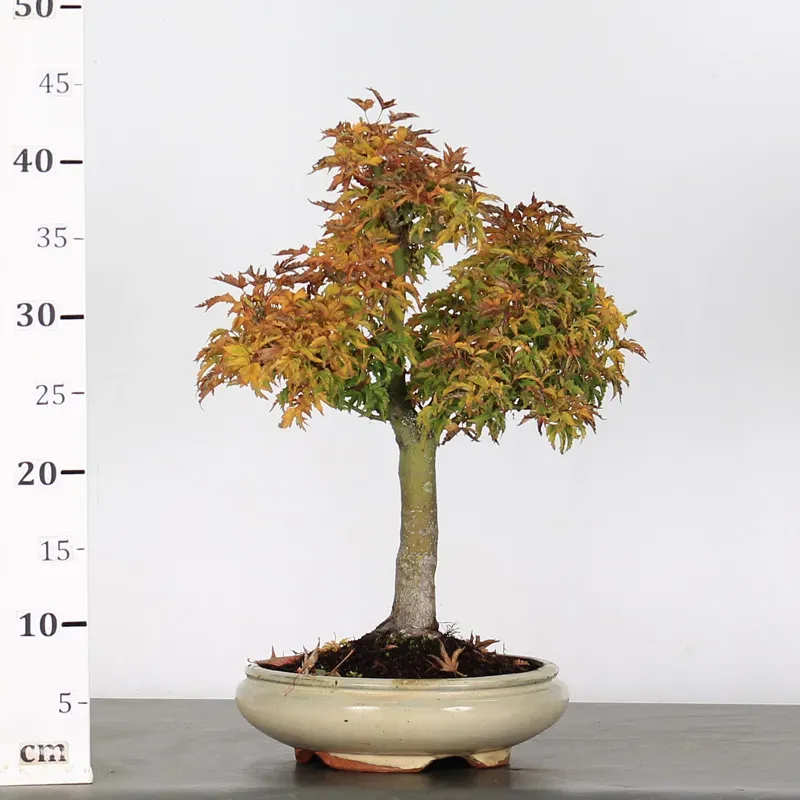 image supplémentaire - Érable "ACER SHISHIGASHIRA"...