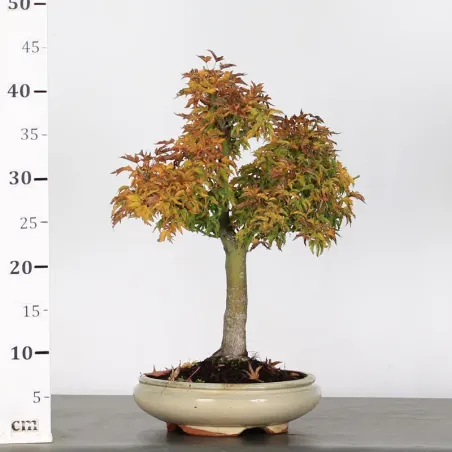image supplémentaire - Érable "ACER SHISHIGASHIRA"...