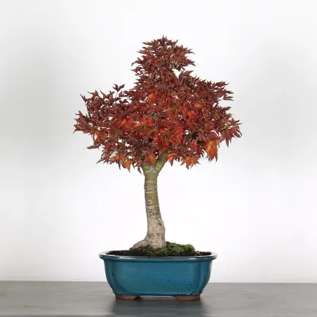 ACER SHISHIGASHIRA BONSAI 1-13