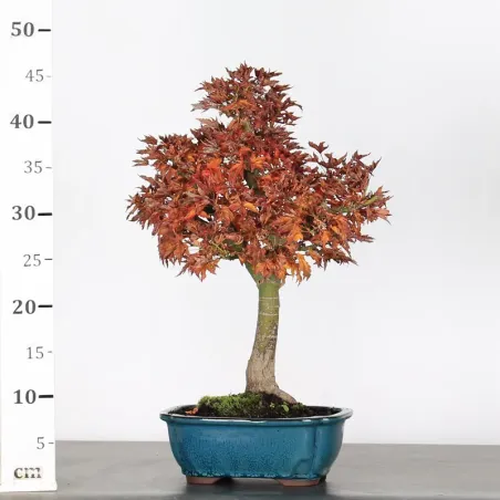 image supplémentaire - ACER SHISHIGASHIRA BONSAI 1-13