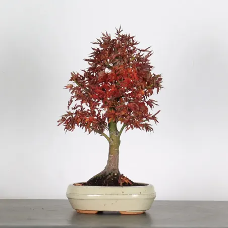 ACER SHISHIGASHIRA BONSAI 1-14