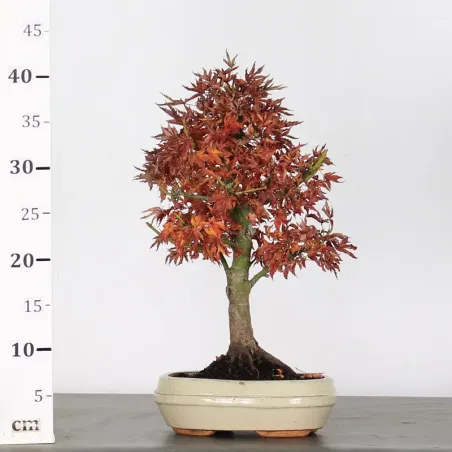 image supplémentaire - ACER SHISHIGASHIRA BONSAI 1-14