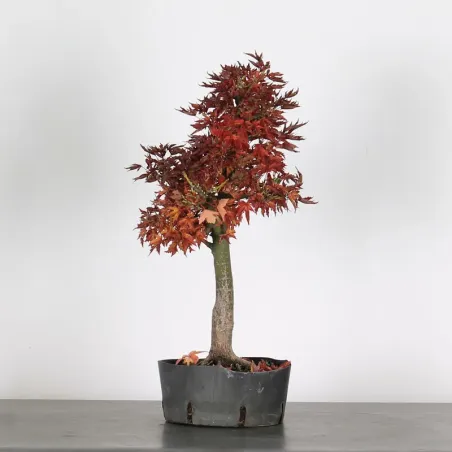 Acer shishigashira bonsai 1-15