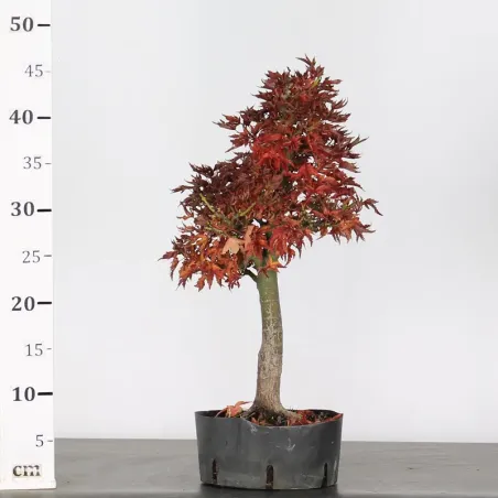 image supplémentaire - Acer shishigashira bonsai 1-15