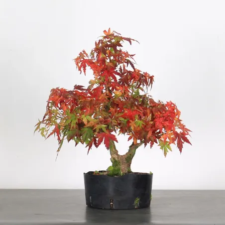 Bonsai Erable Palmatum Shohin APS-1-6
