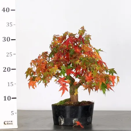 image supplémentaire - ACER PALMATUM SHOHIN 1-12
