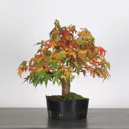 Palmatum Shohin Maple Bonsai APS-1-12