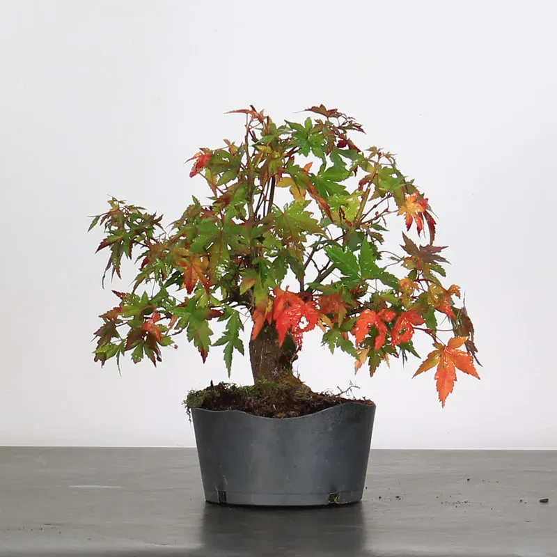 ACER PALMATUM SHOHIN 2-21