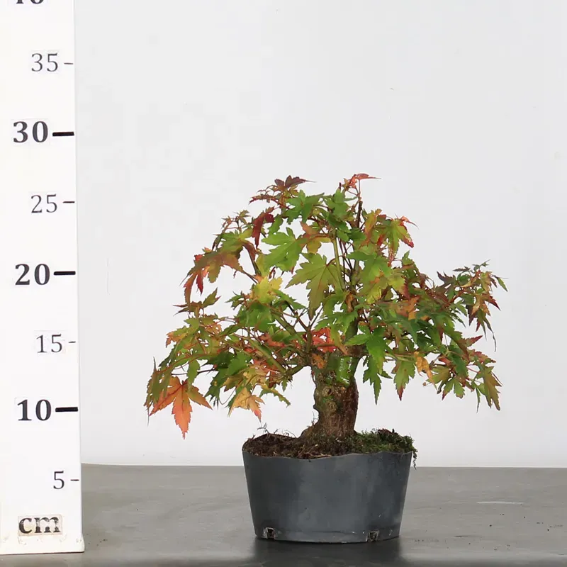 image supplémentaire - ACER PALMATUM SHOHIN 2-21