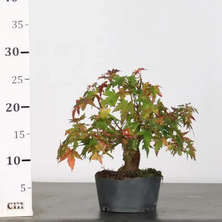 image supplémentaire - ACER PALMATUM SHOHIN 2-21