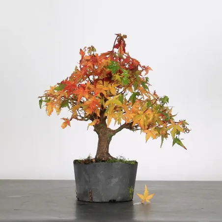 Palmatum Shohin Maple Bonsai APS-2-22