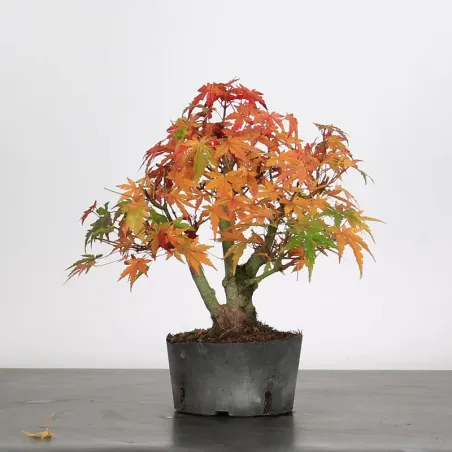 ACER PALMATUM SHOHIN 2-23