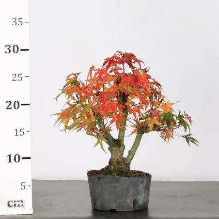 image supplémentaire - ÉRABLE DU JAPON "ACER...