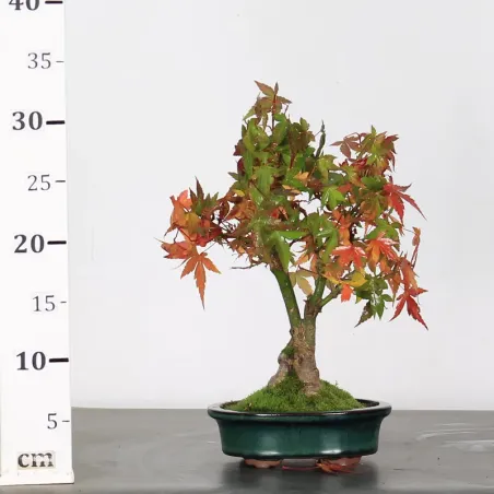 image supplémentaire - ÉRABLE DU JAPON "ACER...