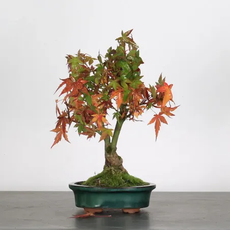 Bonsai Erable Palmatum Shohin APS-2-24
