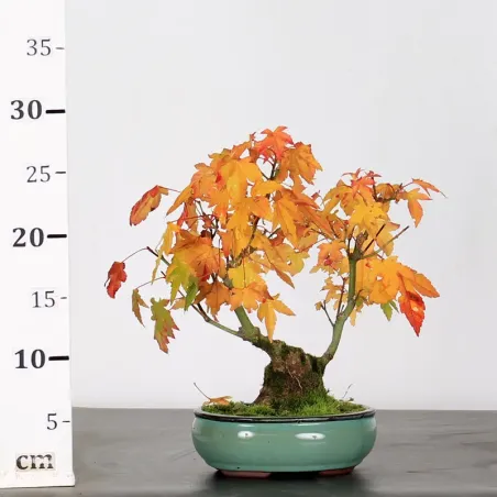 image supplémentaire - ACER PALMATUM SHOHIN 2-26