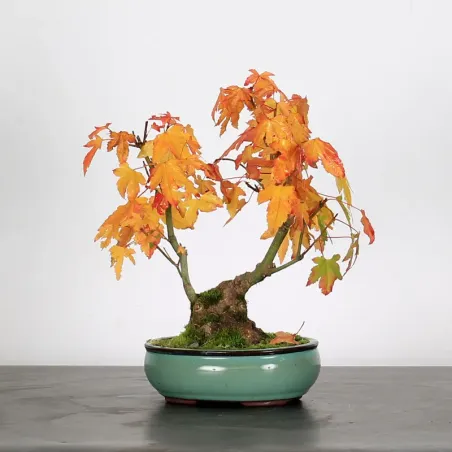 ACER PALMATUM SHOHIN 2-26