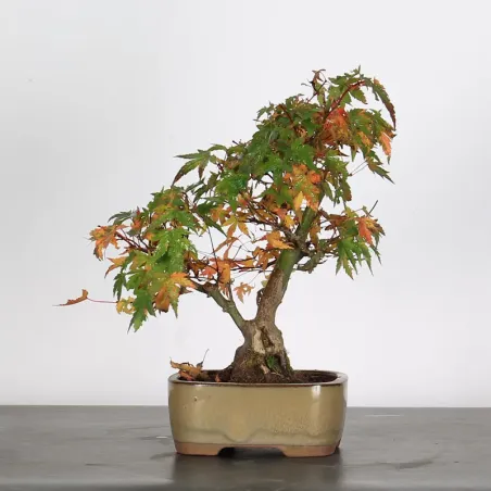Palmatum Maple Bonsai APS-2-27