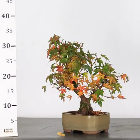 image supplémentaire - ACER PALMATUM SHOHIN 2-27