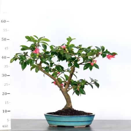 image supplémentaire - CAMELIA D'AUTOMNE...