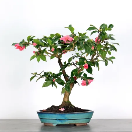 Camellia Bonsai