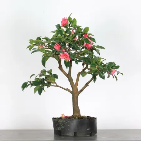Camellia Bonsai