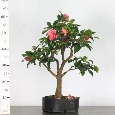 image supplémentaire - CAMELIA D'AUTOMNE...