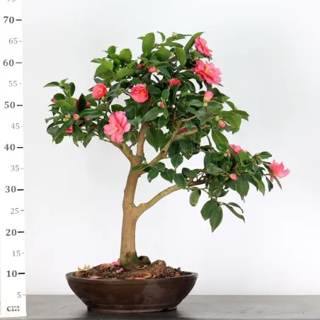 image supplémentaire - CAMELIA D'AUTOMNE...