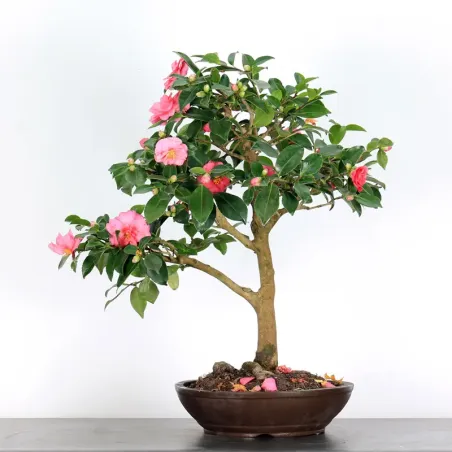 AUTUMN CAMELIA "SASANQUA" 1-5