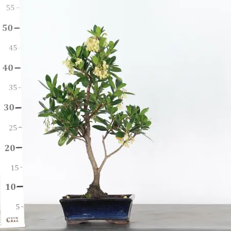 image supplémentaire - STRAWBERRY TREE "ARBUTUS...