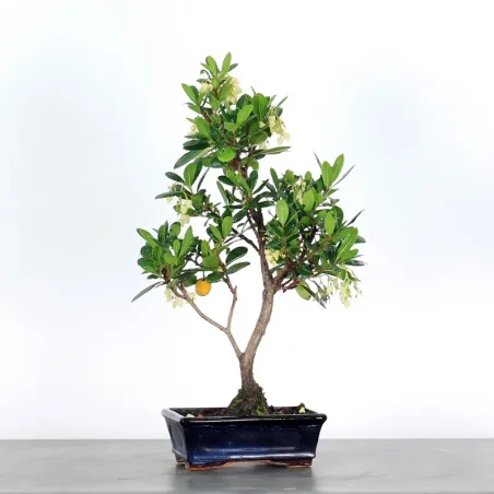 STRAWBERRY TREE "ARBUTUS UNEDO" 1-1