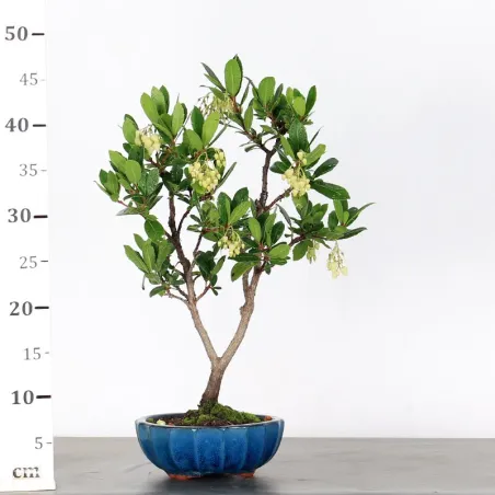 image supplémentaire - STRAWBERRY TREE "ARBUTUS...