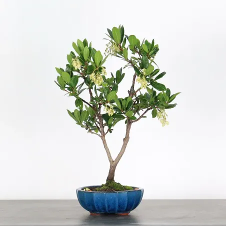 STRAWBERRY TREE "ARBUTUS UNEDO"  1-2