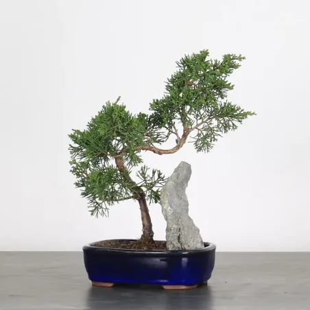 JUNIPERUS ITOIGAWA 1-10