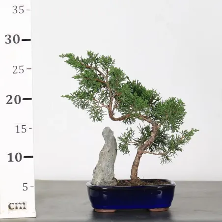 image supplémentaire - GENÉVRIER "JUNIPERUS...