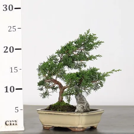 image supplémentaire - GENÉVRIER "JUNIPERUS...