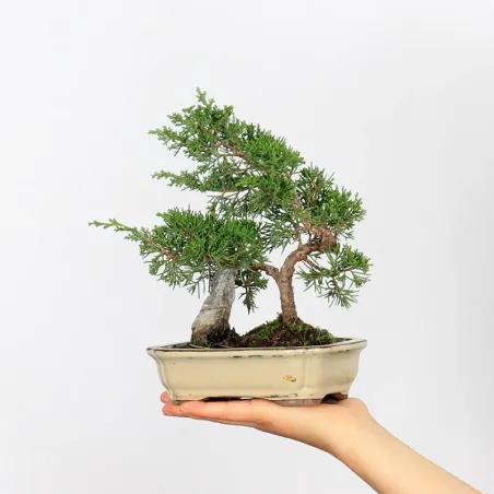 Bonsai Genévrier de Chine