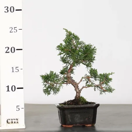 image supplémentaire - GENÉVRIER "JUNIPERUS...