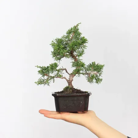 JUNIPERUS ITOIGAWA 1-12