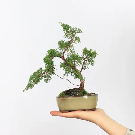 JUNIPERUS ITOIGAWA 1-21