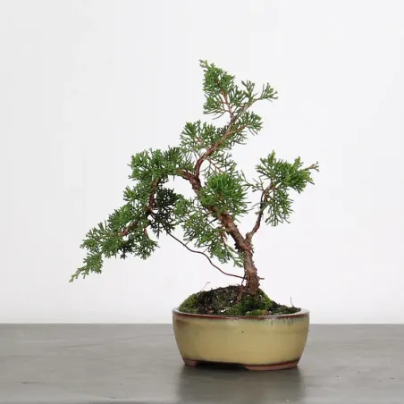 image supplémentaire - JUNIPERUS ITOIGAWA 1-21