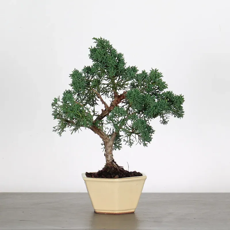 Bonsai Genévrier de Chine